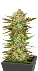 Chocolate Wafflez fem (Paradise Seeds) семена конопли