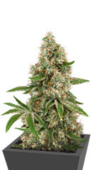 OG Kush fem (Anaconda Seeds)