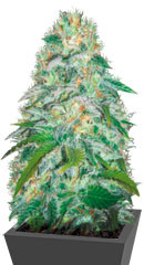 Parmesan fem (Victory Seeds)