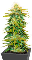 White Widow fem (Amsterdam Seeds)