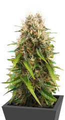 Triple G Auto fem (RQS)