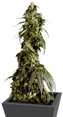 Arjan's Haze #1 fem (GHS)