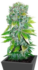 Auto Love Peace (Auto Love Cheese) fem (VIP seeds)