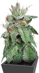 Bubba Kush regular (Humboldt Seeds)