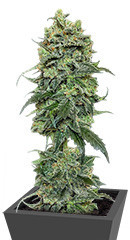 Cookies Gelato fem (Royal Queen Seeds) семена конопли