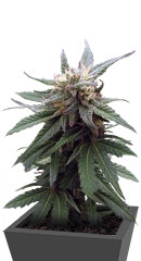 Fruitylicious fem (Mandala Seeds)