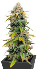 Leisure Zoot Larry fem (Dr. Krippling Seeds) семена конопли