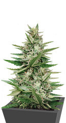 Purple Haze Auto fem (Original Sensible Seeds)