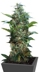 Satori regular (Mandala Seeds)