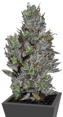 Viagrra fem (VIP seeds)