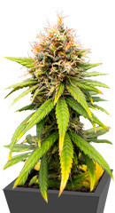 Lemon Drizzle fem (Barney's Farm)