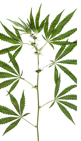 Стебель конопли Стебель конопли