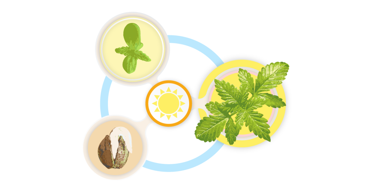 Цветение конопли