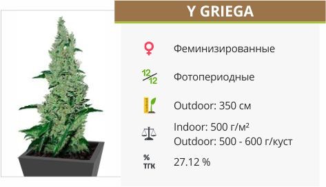 Сорт марихуаны Y Griega Y Griega от Medical Seeds