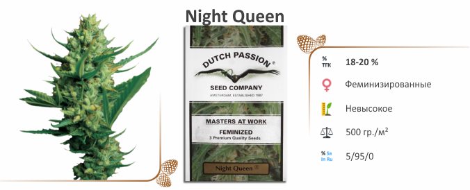 Night Queen Night Queen