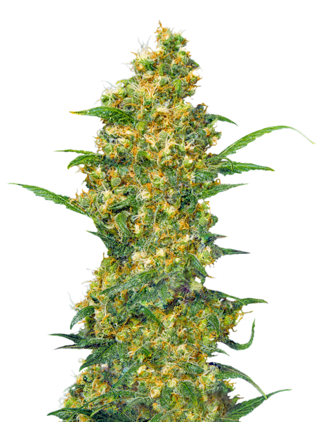 Соцветия конопли Соцветия конопли